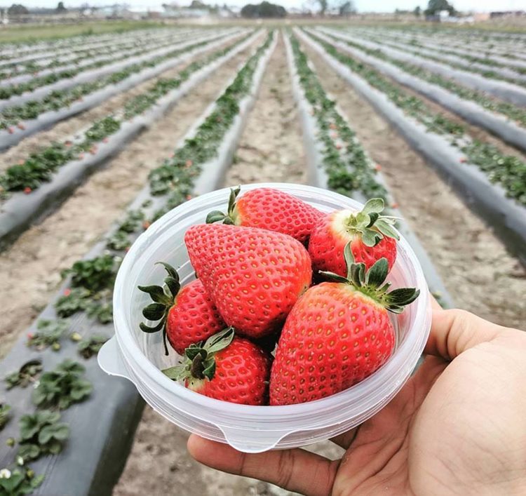 Redberry Farm in George