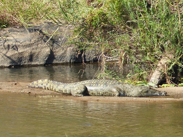 Crocodile River Kruger National Park